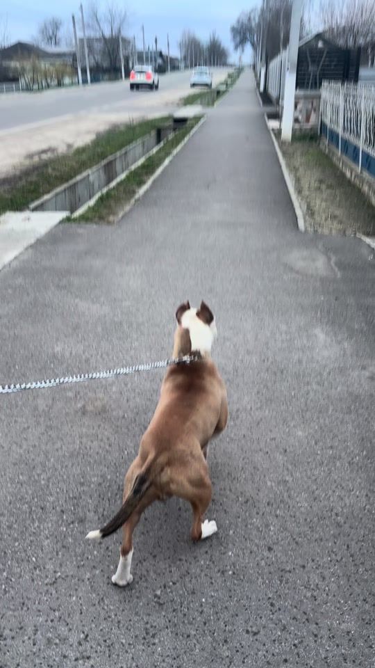 TikTok video thumbnail by prodan_vlad