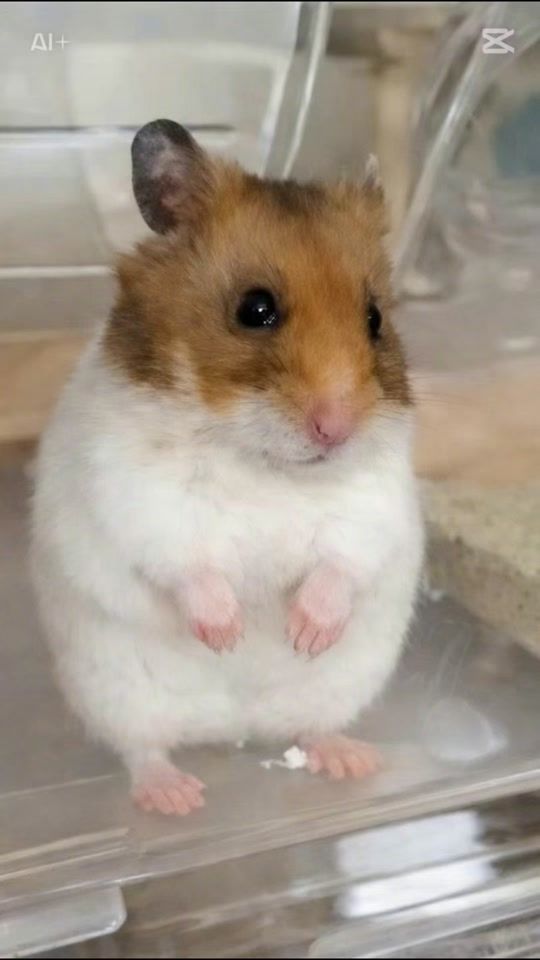 TikTok video thumbnail by s10akn