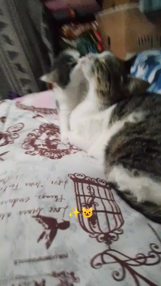 TikTok video thumbnail by maddy____00