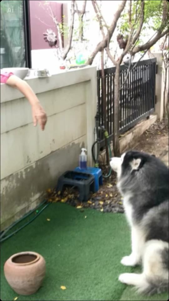 TikTok video thumbnail by pipo_peepoosb