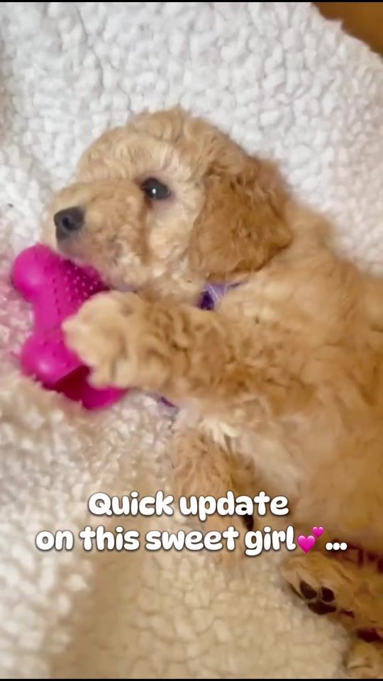 TikTok video thumbnail by poodlefactory_