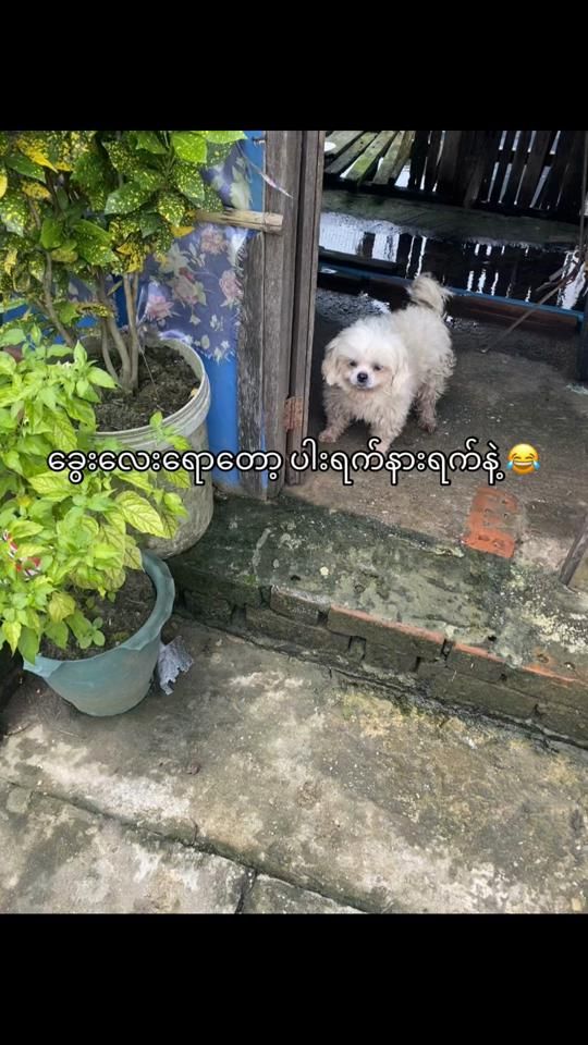 TikTok video thumbnail by thihakyaw20037