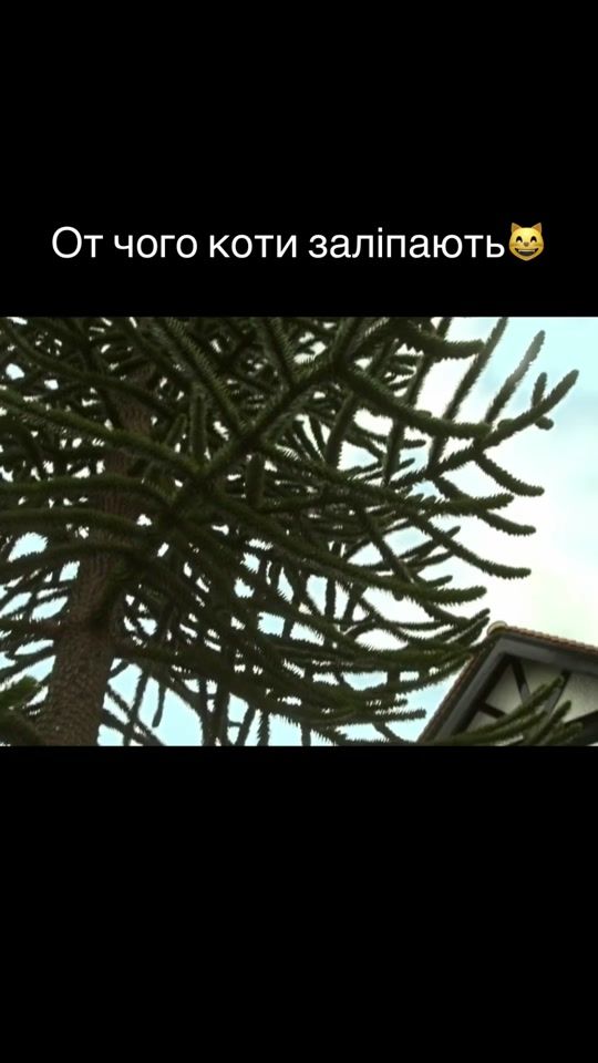 TikTok video thumbnail by dublychka