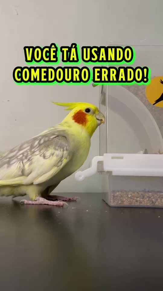 TikTok video thumbnail by calopsitas_mansa