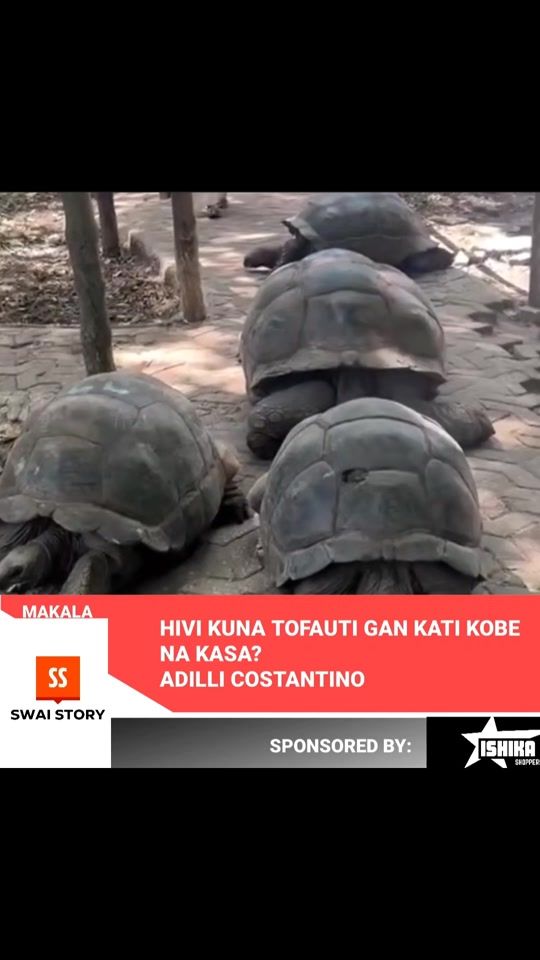 TikTok video thumbnail by elonswai