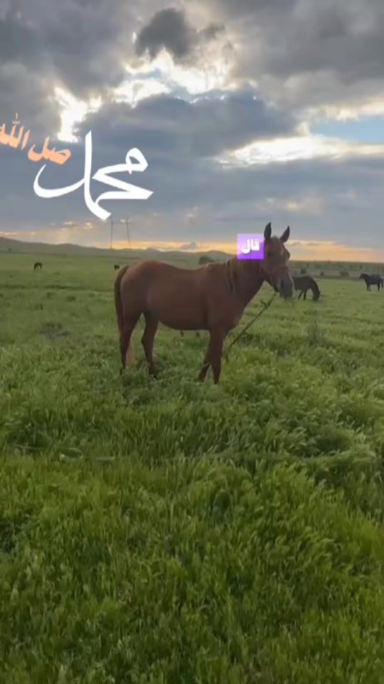 TikTok video thumbnail by muhammad_nur_571