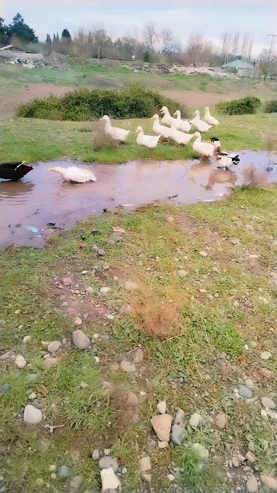 TikTok video thumbnail by gulum___90