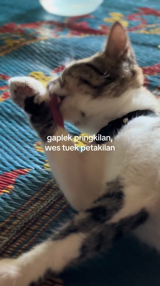 TikTok video thumbnail by user919229497