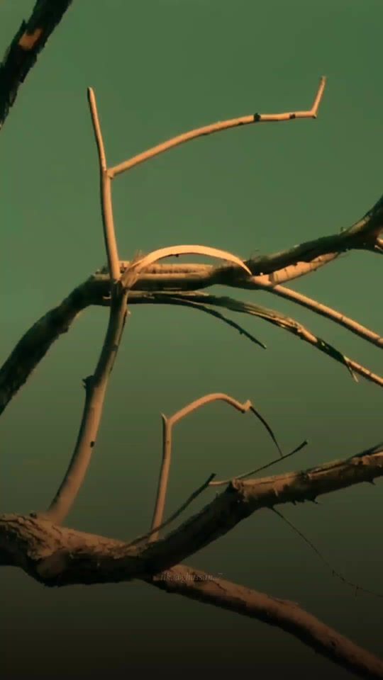 TikTok video thumbnail by ghassan..7