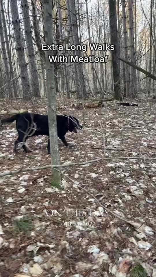 TikTok video thumbnail by chalkedbymabz