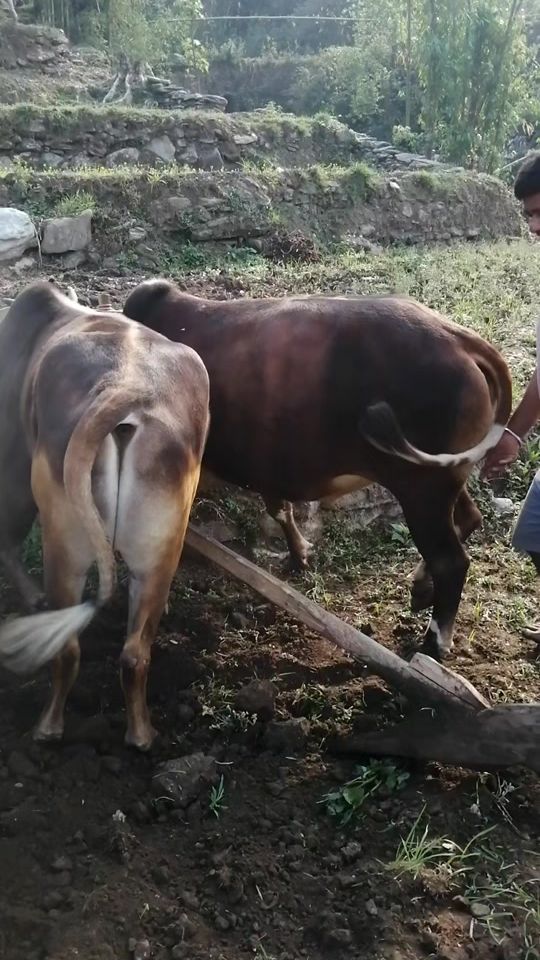 TikTok video thumbnail by agrochiran