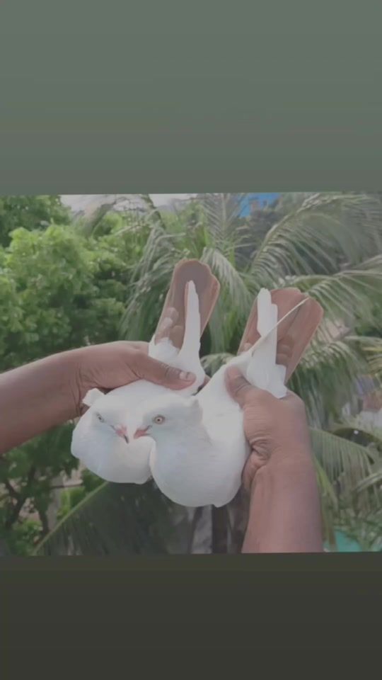 TikTok video thumbnail by md_sohan155