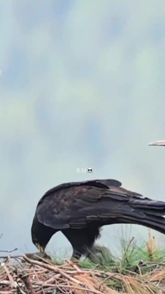 TikTok video thumbnail by black.man_official