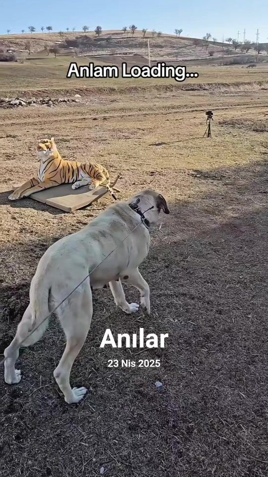 TikTok video thumbnail by hdkangalwolf