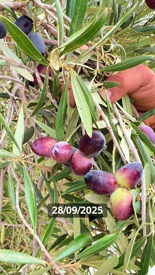 TikTok video thumbnail by ferma_s_agro