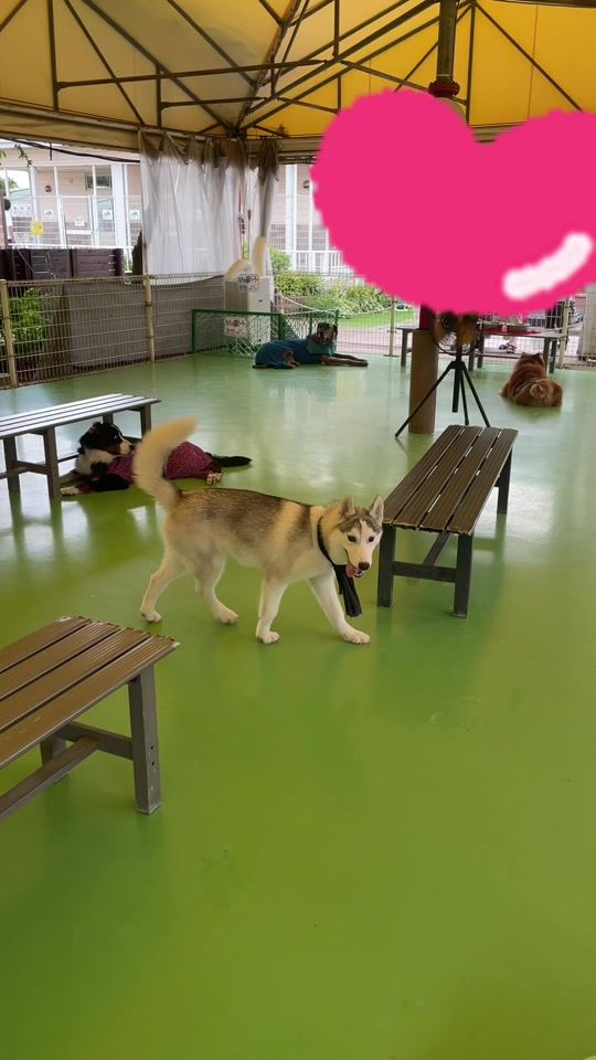 TikTok video thumbnail by tsukuba_wanwan_land