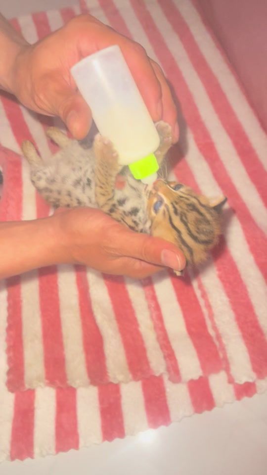 TikTok video thumbnail by healthypetcambodai168