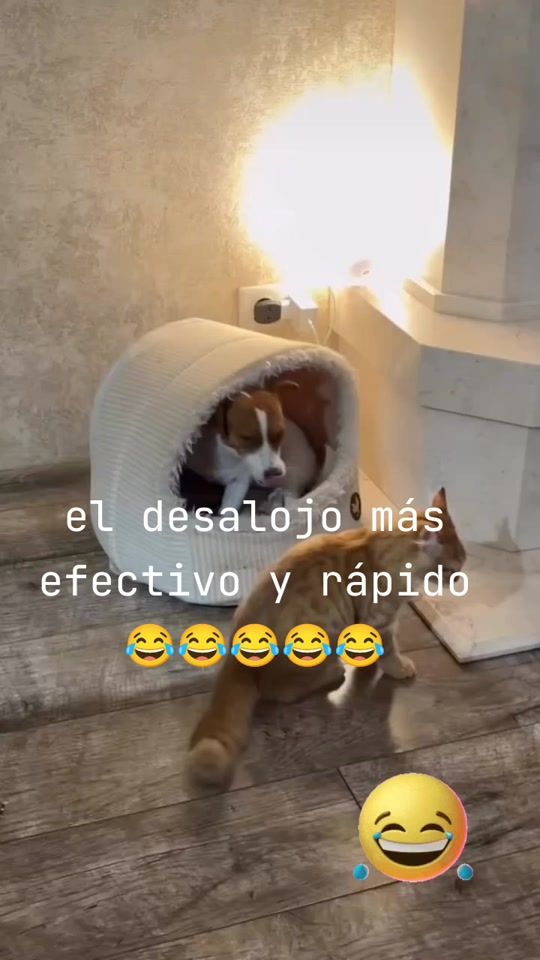 TikTok video thumbnail by darky_leon75