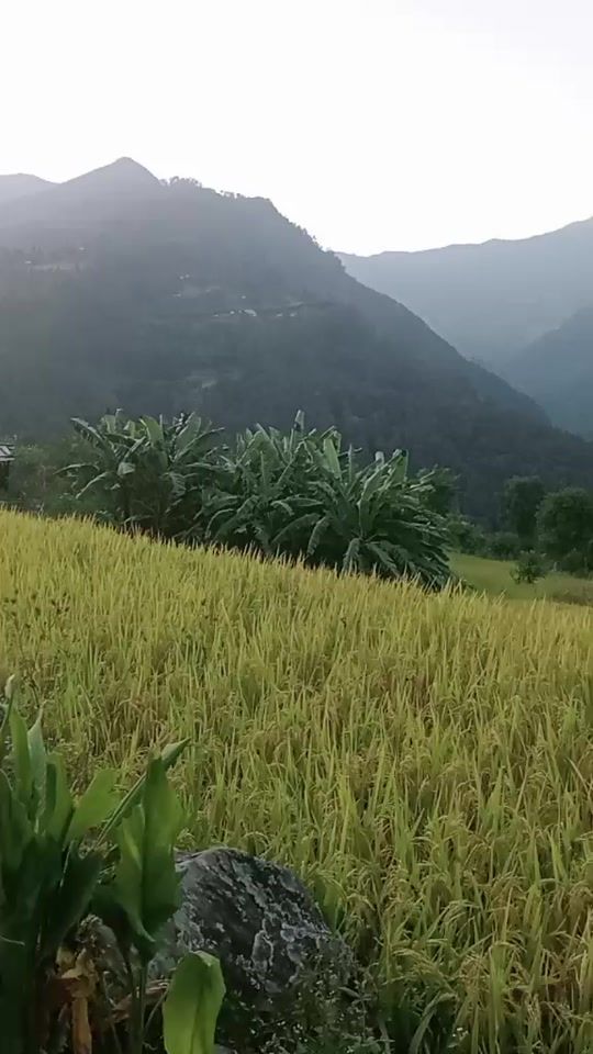 TikTok video thumbnail by 01dimpalkali