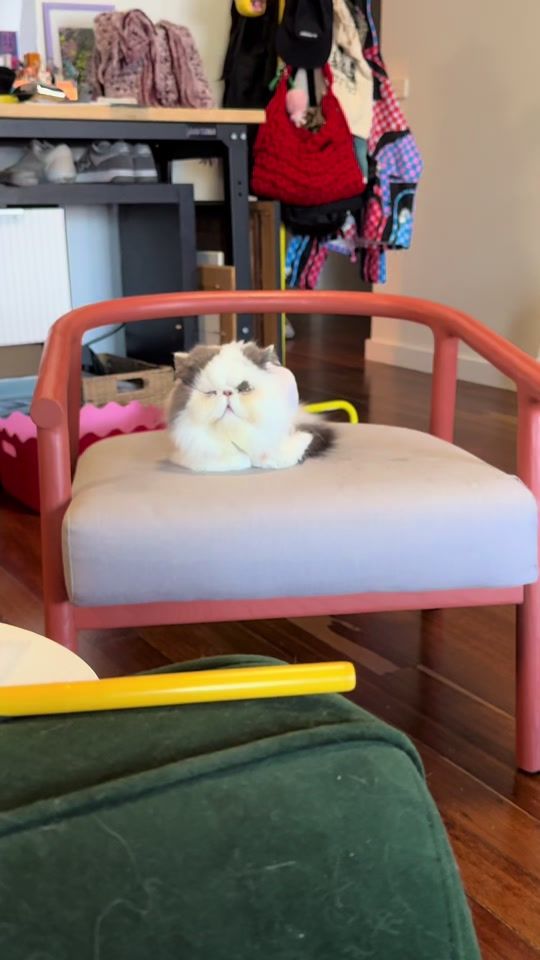 TikTok video thumbnail by potatothepersian
