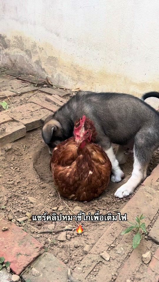 TikTok video thumbnail by tatarqr