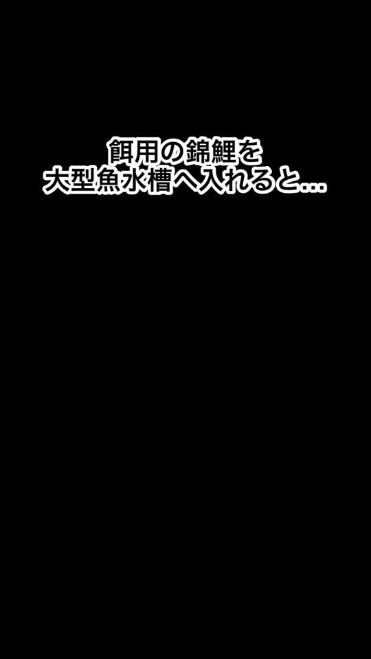 TikTok video thumbnail by wanivspbao