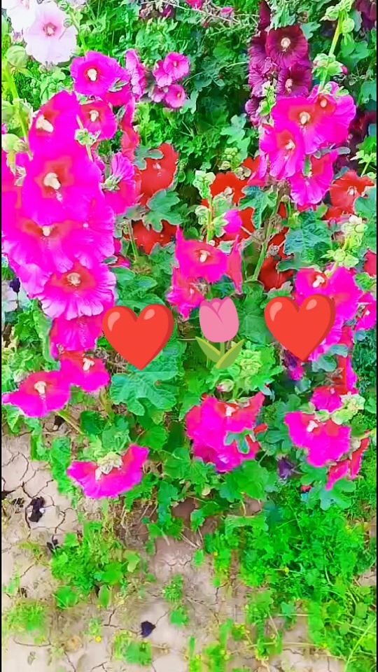 TikTok video thumbnail by aam____64
