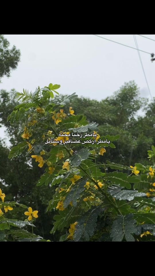 TikTok video thumbnail by azal_39