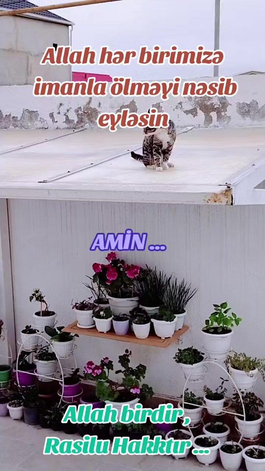TikTok video thumbnail by nikoss_1970
