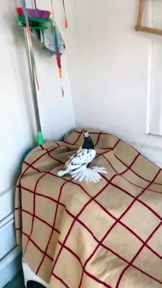 TikTok video thumbnail by anvarbeshliogly