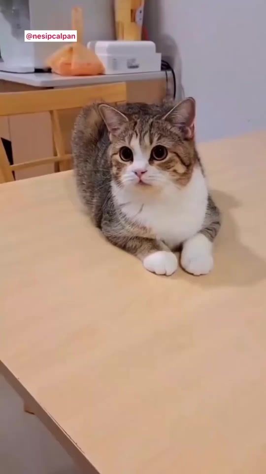 TikTok video thumbnail by nesipcalpan2