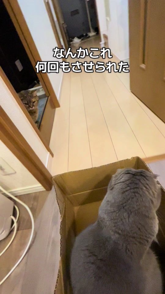 TikTok video thumbnail by mizore1214