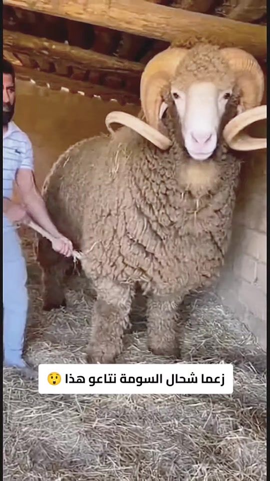 TikTok video thumbnail by seyfe_43