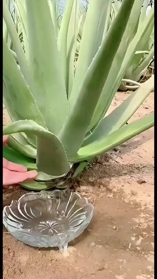 TikTok video thumbnail by dicasnaturais09