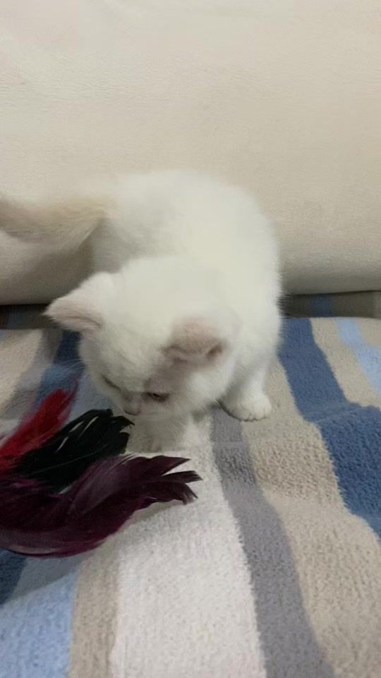 TikTok video thumbnail by tekininkedileri01