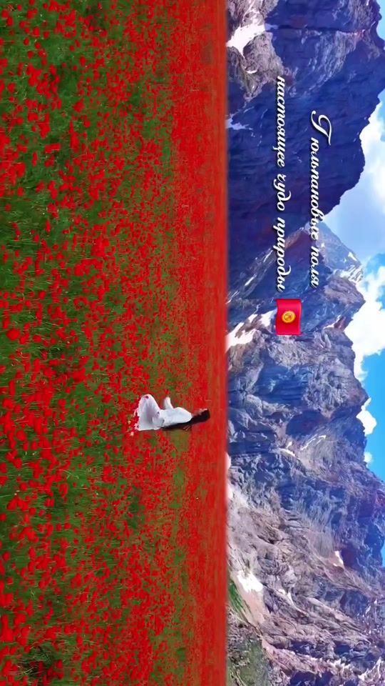 TikTok video thumbnail by talant_at_bashy
