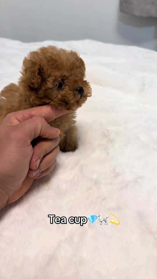 TikTok video thumbnail by lolapomsuperstar
