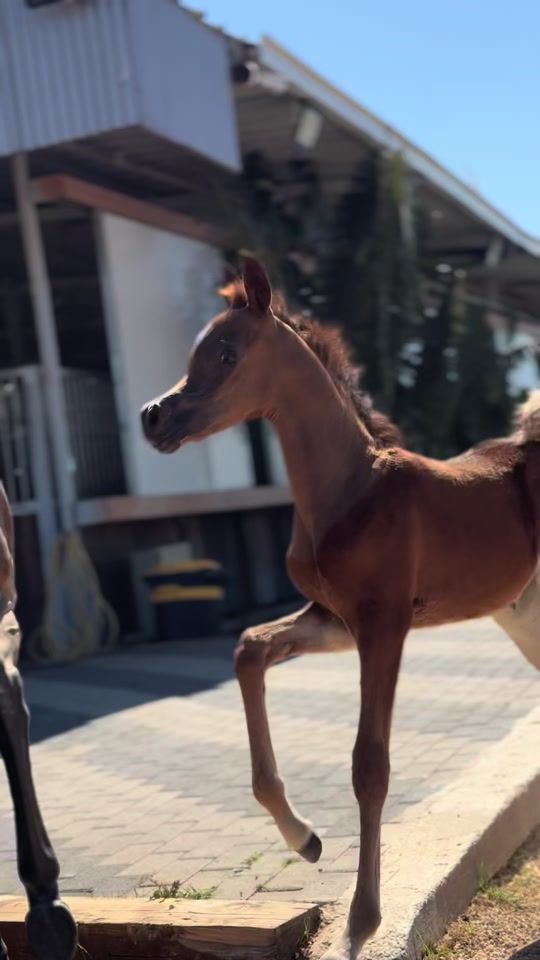 TikTok video thumbnail by cg.arabians