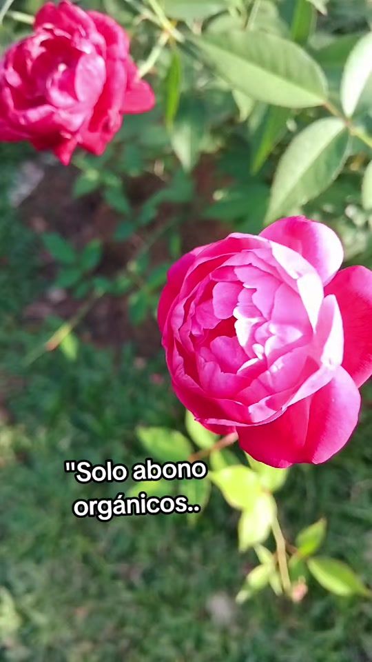 TikTok video thumbnail by alfredopalaciosproductor