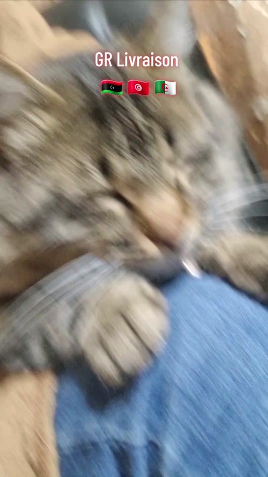 TikTok video thumbnail by vente_livraison_transfer