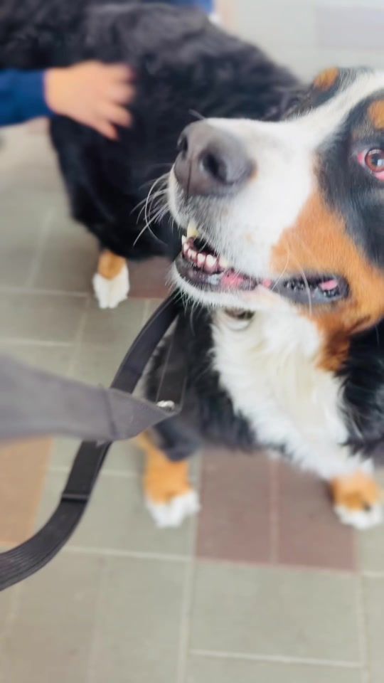 TikTok video thumbnail by doggy_kinoco