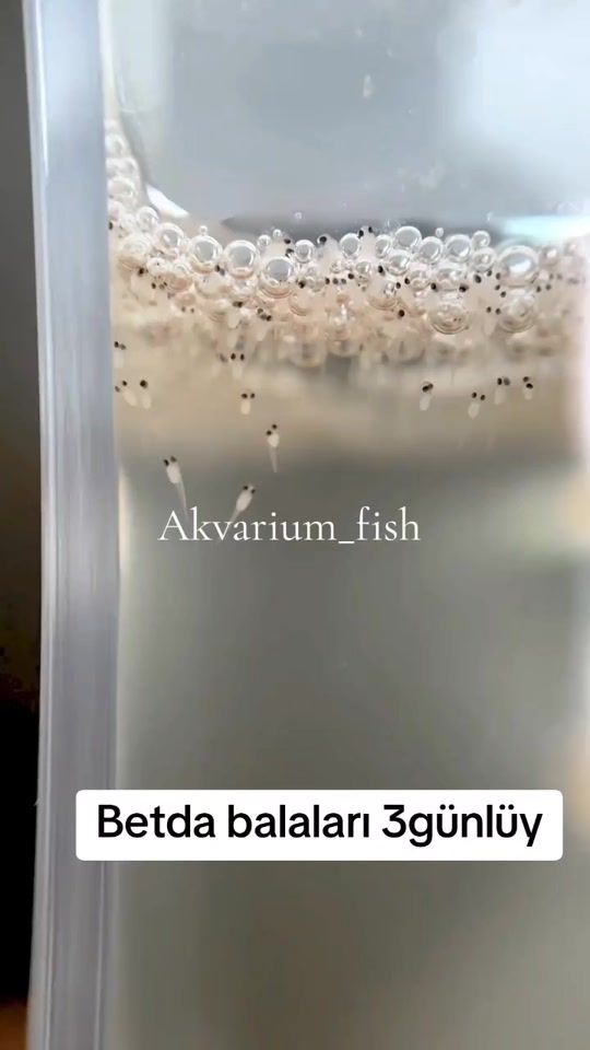 TikTok video thumbnail by akvarium_fish
