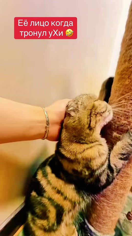 TikTok video thumbnail by meizerbn