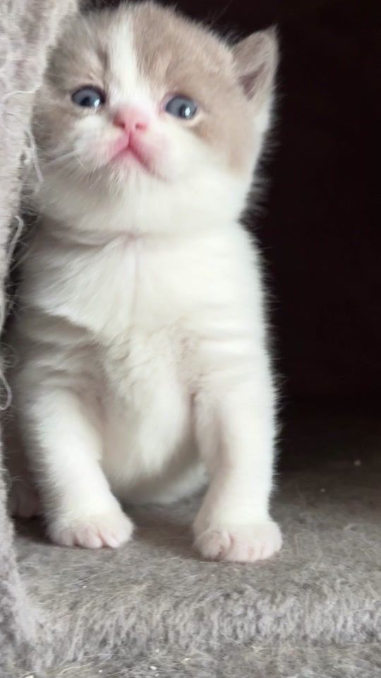 TikTok video thumbnail by britishcats.ge