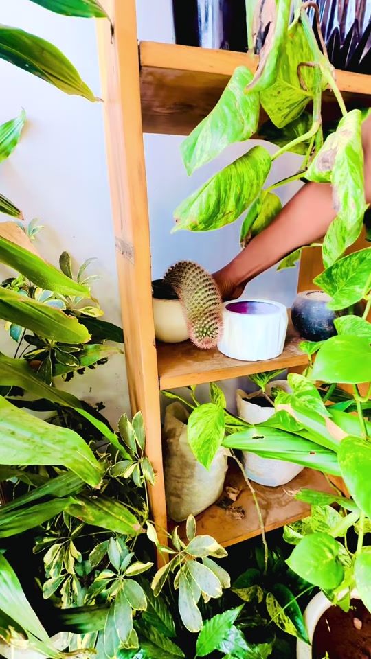 TikTok video thumbnail by natangarden2