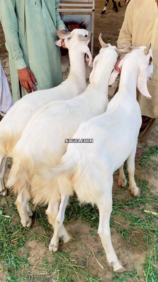 TikTok video thumbnail by nagrafarm1