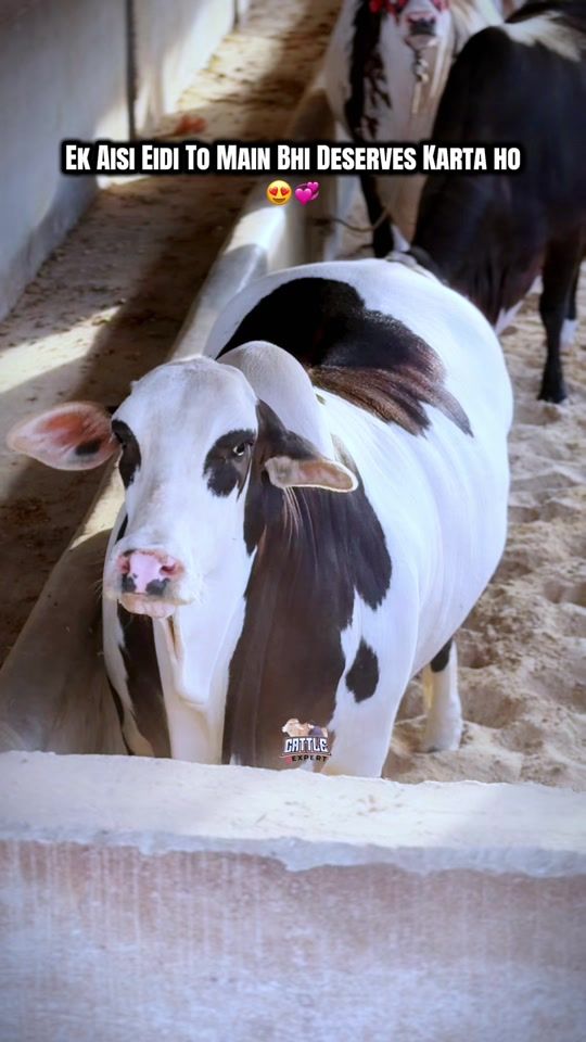 TikTok video thumbnail by cattle_expert