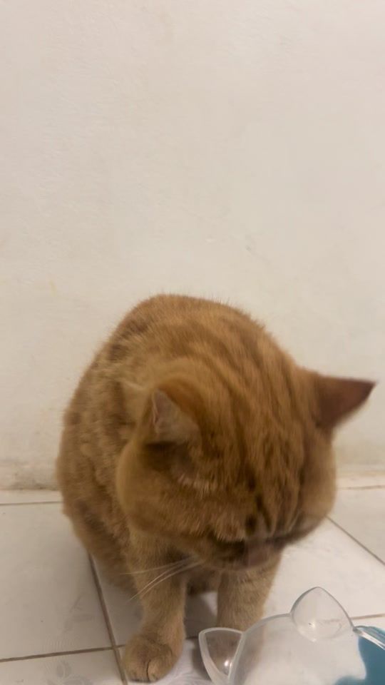 TikTok video thumbnail by pipifatcat
