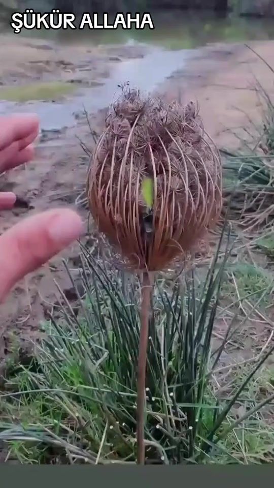 TikTok video thumbnail by hikmtli.szlr53