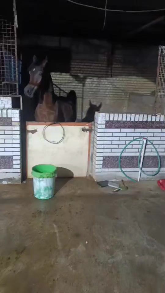 TikTok video thumbnail by aram.baneh